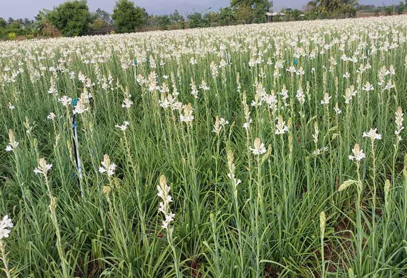 விலை வீழ்ச்சியால் தோட்டத்தில் பறிக்காமல் விடப்படும் சம்பங்கி பூக்கள்