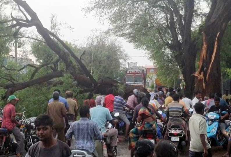 மரக்கிளை முறிந்து அரசு பஸ் மீது விழுந்தது