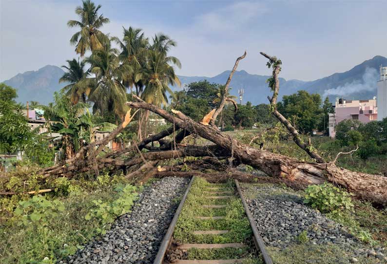 தண்டவாளத்தில் மரம் சாய்ந்து விழுந்தால் ஊட்டி மலை ரெயில் போக்குவரத்து பாதிப்பு...!