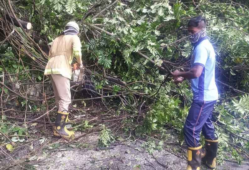 மரம் விழுந்து போக்குவரத்து பாதிப்பு