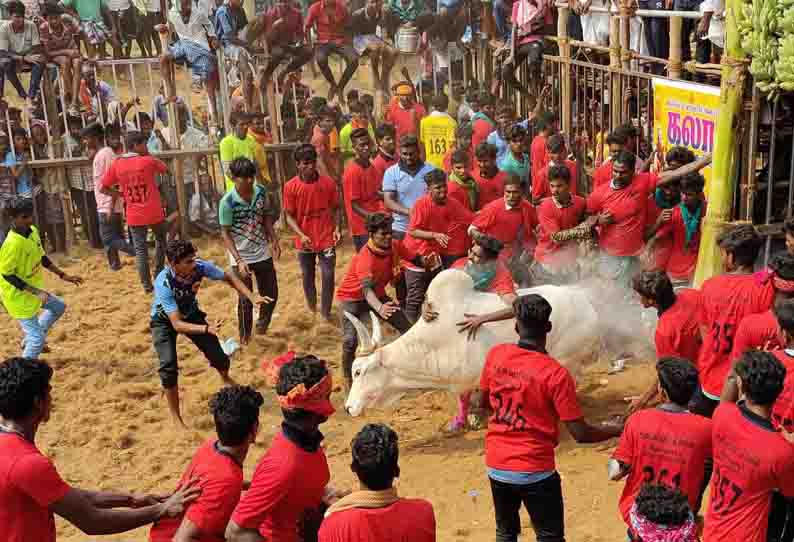 வனபத்ர காளியம்மன் கோவில் திருவிழாவையொட்டி ஜல்லிக்கட்டு; காளைகள் முட்டியதில் 38 பேர் காயம்