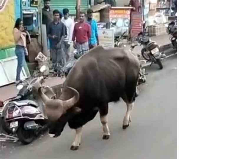 கொடைக்கானலில்  சாலையில் உலா வந்த காட்டெருமை சுற்றுலா பயணிகள் அலறியடித்து ஓட்டம்