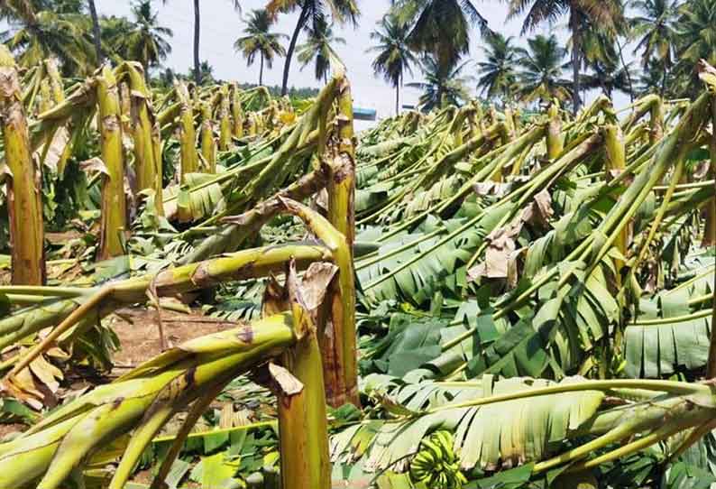 பலத்த காற்றுக்கு தாக்குப்பிடிக்க முடியாமல் 5 ஆயிரம் வாழை மரங்கள் சாய்ந்தன