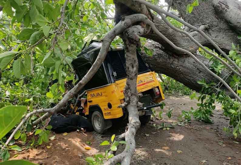 ஆட்டோ மீது மரம் விழுந்து பெண் உள்பட 2 பேர் பலி