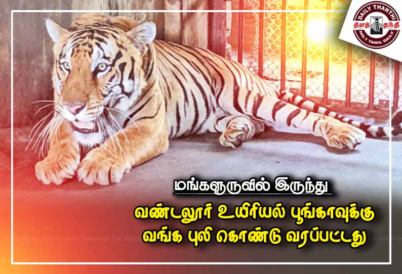 மங்களூருவில் இருந்து வண்டலூர் உயிரியல் பூங்காவுக்கு வங்க புலி கொண்டு வரப்பட்டது