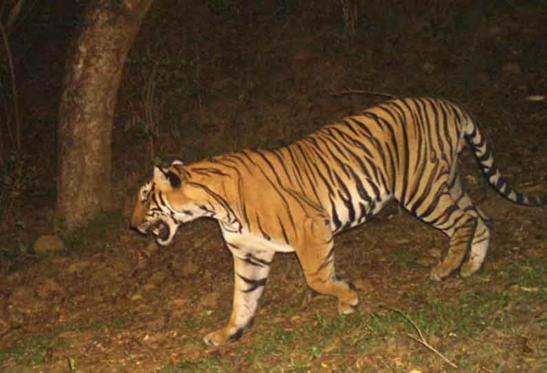 கோவை வனக்கோட்டத்தில்  புலிகளின் எண்ணிக்கை அதிகரித்து உள்ளது