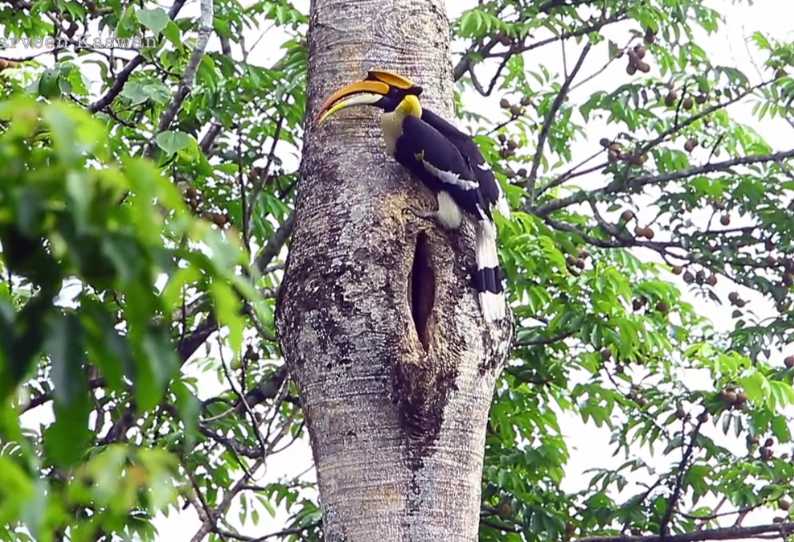 மர பொந்தில் துணை... பல மாதங்களாக உணவு கொண்டு வரும் பறவை; வைரலான வீடியோ