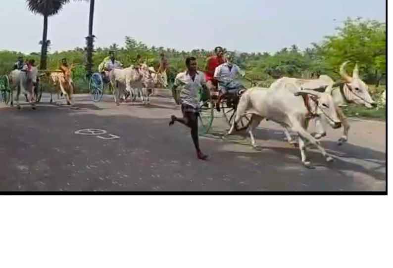 வத்தலக்குண்டு அருகே கோவில் திருவிழாவையொட்டி ரேக்ளா போட்டி