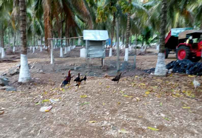 கூடுதல் வருவாய் கிடைப்பதால் நாட்டுக்கோழி வளர்ப்பில் விவசாயிகள் ஆர்வம்