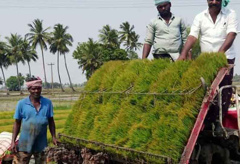 கோடை நெல் சாகுபடி பணிகள் தீவிரம்