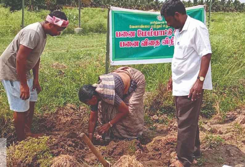 விவசாய நிலங்களில் பனை விதைகள் நடவு