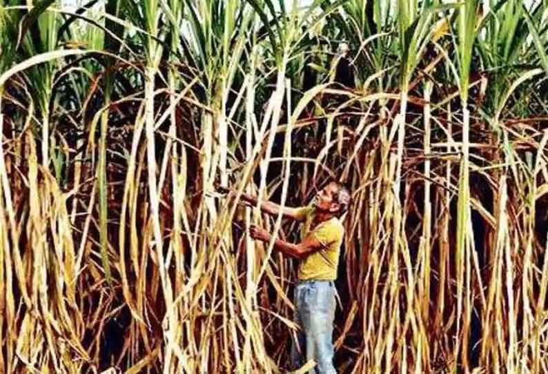 கரும்பு விவசாயிகளுக்கு இலவச தகவல் தொடர்பு மைய எண் அறிமுகம்