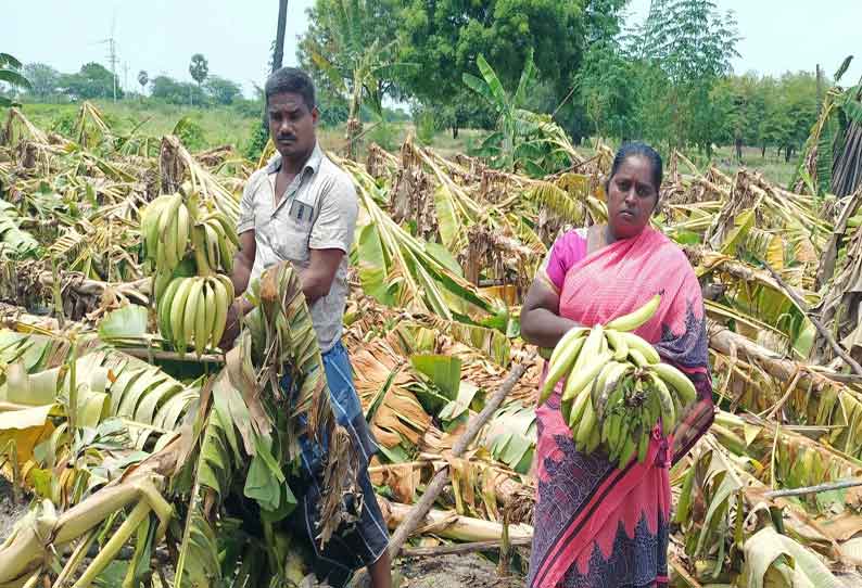 கயத்தாறு அருகே பலத்த சூறைக்காற்று; 2 ஆயிரம் வாழைகள் சேதம்