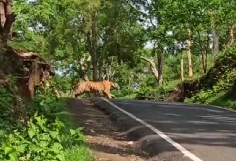 தெப்பக்காடு-மசினகுடி சாலையை கடந்த புலி