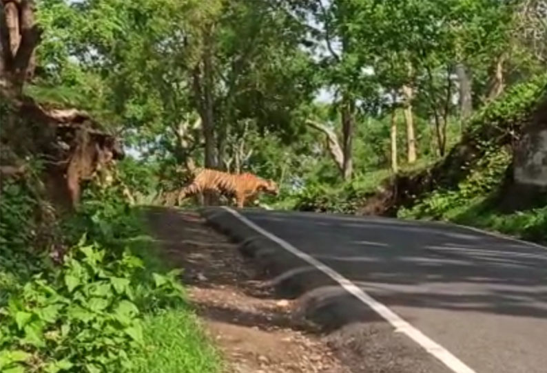 முதுமலை பகுதியில் திடீரென புலி சாலையை கடந்ததால் வாகன ஓட்டிகள் அச்சம்..!