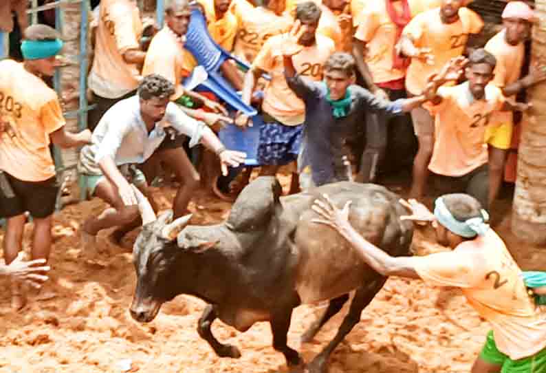 ஜல்லிக்கட்டு போட்டியில் சீறிய காளைகள்