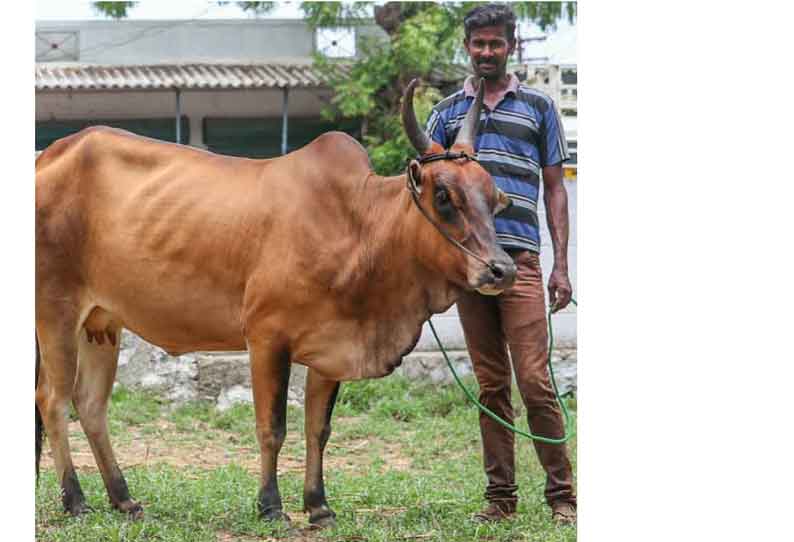 பழையகோட்டை மாட்டுத்தாவணியில் ரூ24 லட்சத்திற்கு காங்கயம் மயிலை பசுமாடுகள் கன்றுகள் விற்பனை