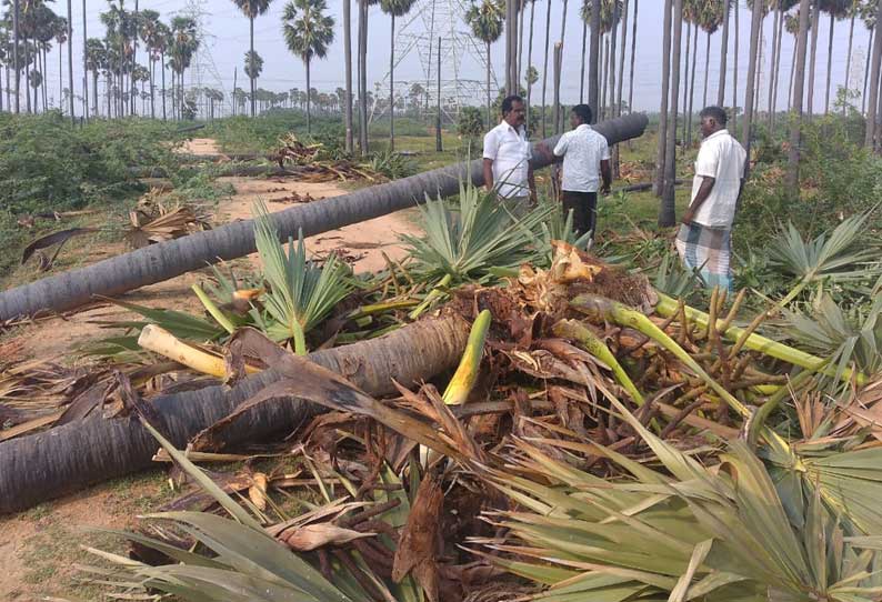 தூத்துக்குடி அருகே சூறைக்காற்றில் 75 பனை மரங்கள் வேரோடு சாய்ந்தன