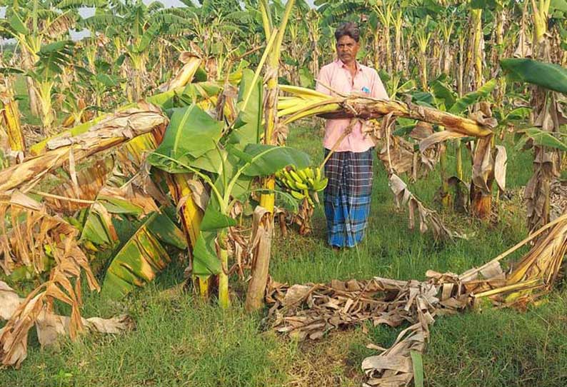 தியாகதுருகத்தில் கால்வாயில் அடைப்பு: விளைநிலங்களுக்குள் புகுந்த கழிவுநீரால் பயிர்கள் பாதிப்பு விவசாயிகள் வேதனை