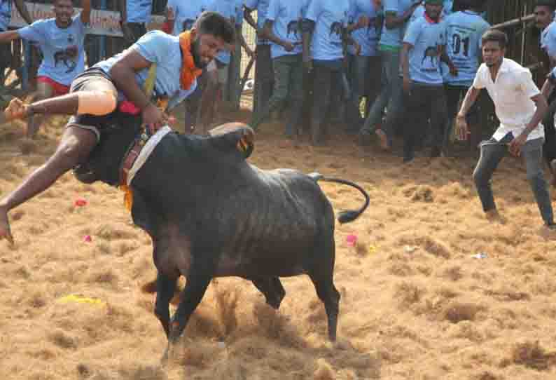 தேனூா் ஜல்லிக்கட்டில் 785 காளைகள் சீறிப்பாய்ந்தன