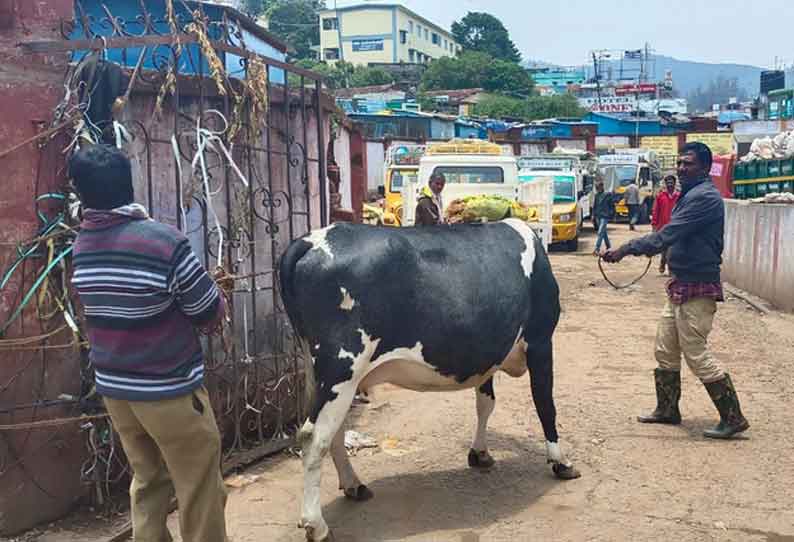 சாலையில் சுற்றிய கால்நடைகளின் உரிமையாளர்களுக்கு அபராதம்