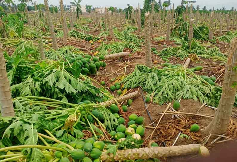 சூறைக்காற்றால் வாழை, பப்பாளி, முருங்கை மரங்கள் முறிந்து விழுந்தன