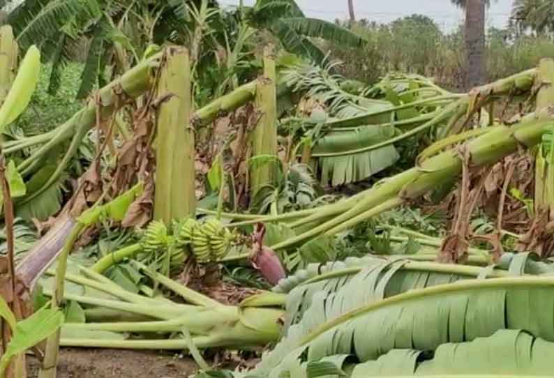 சூறாவளிக்காற்றுக்கு வாழை மரங்கள் சேதம்