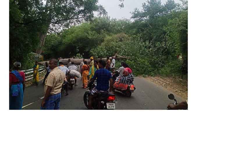 கடமலைக்குண்டு அருகே சூறைக்காற்றில் முறிந்து விழுந்த இலவமரம் போக்குவரத்து பாதிப்பு