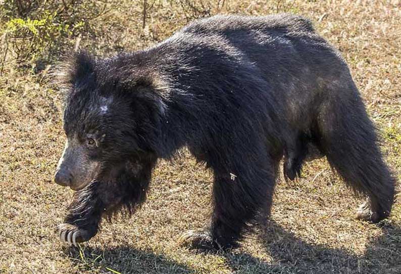 களக்காடு அருகே வியாபாரியை விரட்டிய கரடி