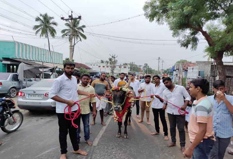 கோவில் திருவிழாவில் பொலி காளை இழுத்து வரும் நிகழ்ச்சி