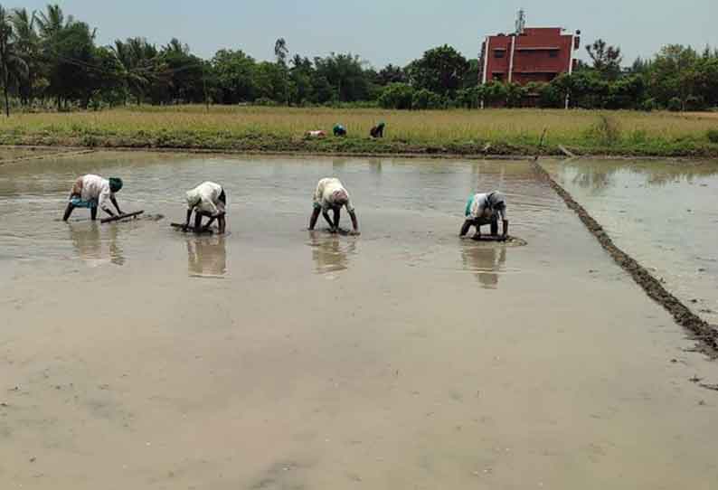 குறுவை சாகுபடிக்காக நாற்றங்கால்களை சமன் செய்யும் பணி