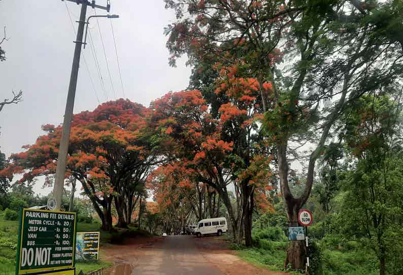 பூத்துக்குலுங்கும் மே பிளவர்கள்