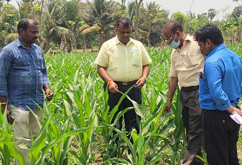 மக்காச்சோள பயிரில் படைப்புழு தாக்குதலை கட்டுப்படுத்துவது எப்படி?