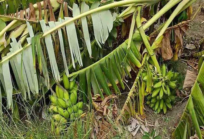 விளாத்திகுளம் அருகே சூறாவளி காற்றுக்கு  ஆயிரம் ஏக்கர் வாழை சேதம்