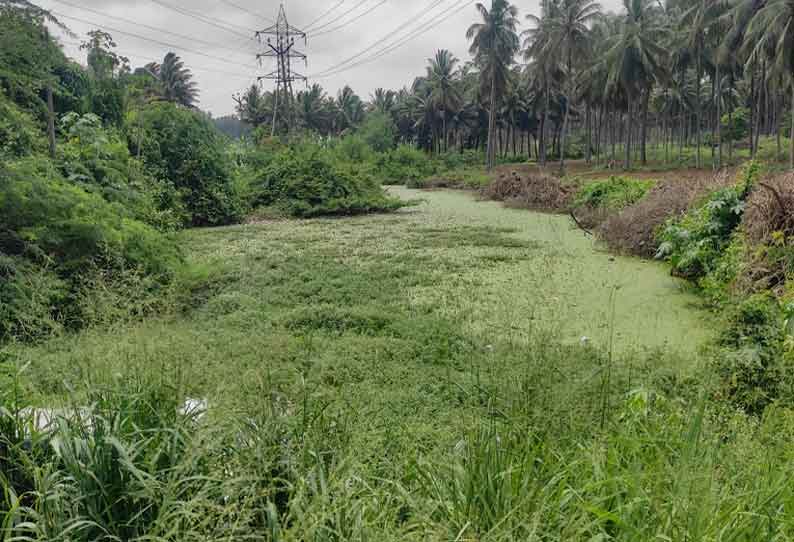 கிணத்துக்கடவில் புதர்மண்டிக் கிடக்கும் மாமாங்கம் ஆறு சீரமைக்கப்பட வேண்டும் என்று விவசாயிகள் எதிர்பார்த்து உள்ளனர்