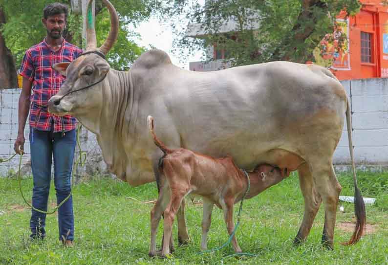 மாட்டுத்தாவணியில் ரூ31 லட்சத்திற்கு மாடுகள விற்பனை