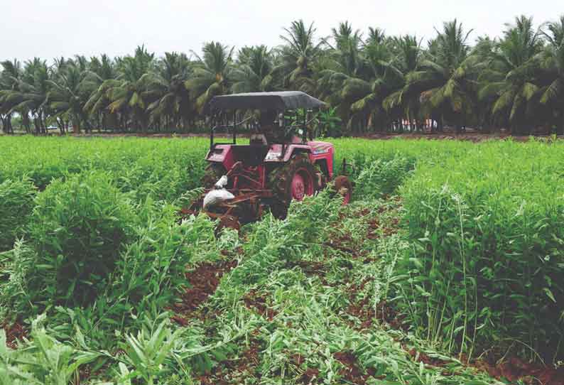 மண்வளத்தை மேம்படுத்தும்பசுந்தாள் உரப்பயிர்களை பயிரிடுங்கள்