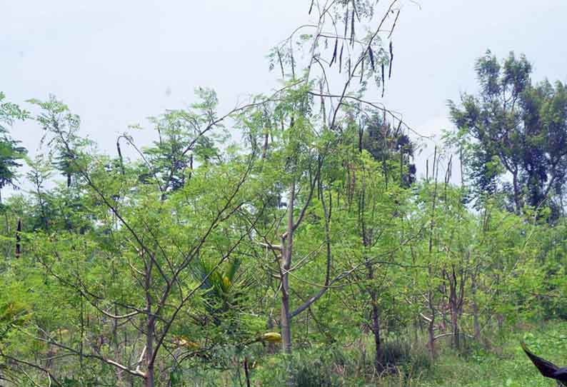 கிணத்துக்கடவு பகுதியில் முருங்கைக்காய் விலை வீழ்ச்சி அடைந்துள்ளது இதனால் முருங்கைக்காய் பறிக்கப்படாமல் மரத்தில் காய்ந்து தொங்குகிறது