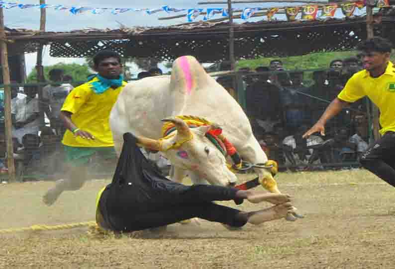 வடமாடு மஞ்சுவிரட்டு