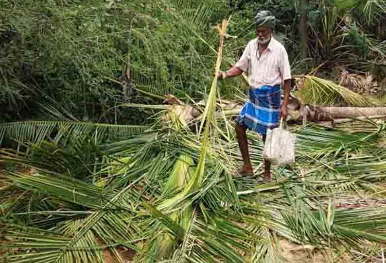 தென்னை, மா மரங்களை சேதப்படுத்திய யானைகள்