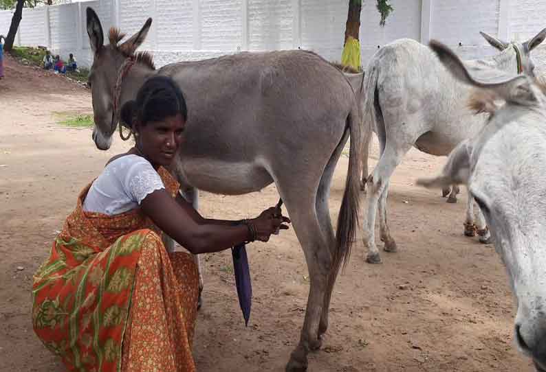 சத்தியமங்கலத்தில் கழுதைப்பால் விற்பனை அமோகம்; 50 மில்லி ரூ.200-க்கு விற்றது