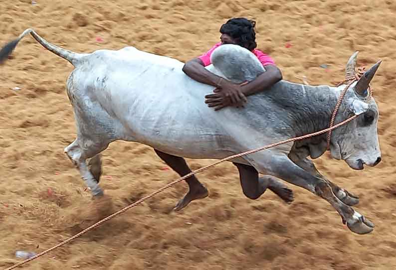 ஜல்லிக்கட்டில் சீறிப்பாய்ந்த காளைகள் முட்டியதில் 19 பேர் காயம்