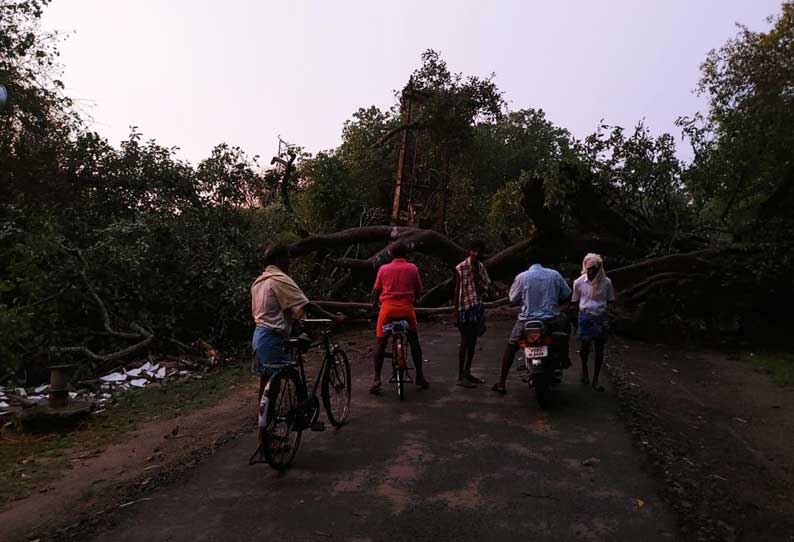 வவ்வால்களின் சரணாலயமாக விளங்கிய ஆலமரம் வேரோடு சாய்ந்தது