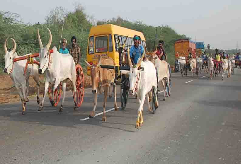 கல்லல், காரைக்குடி பகுதியில் கோவில் திருவிழாவையொட்டி மாட்டு வண்டி பந்தயம்