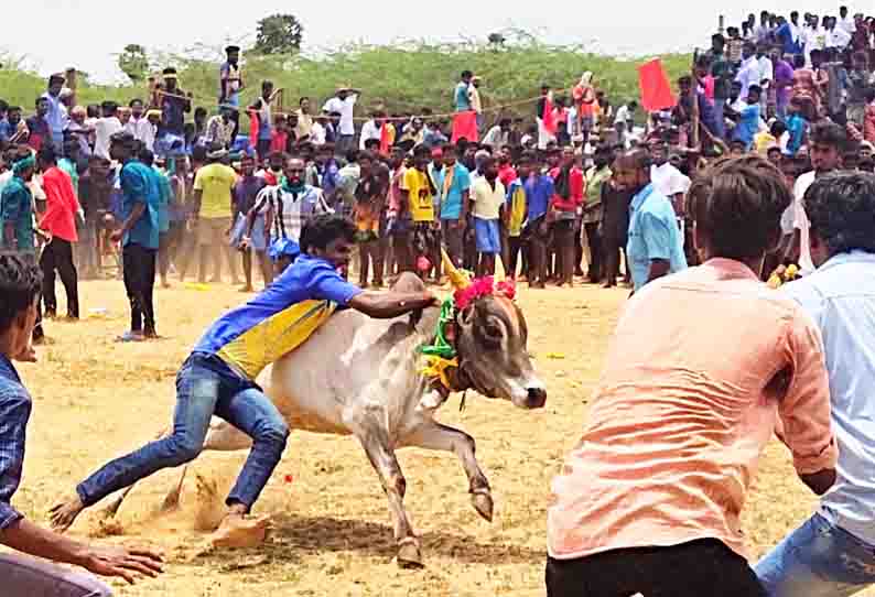 சுந்தரசோழபுரத்தில் மஞ்சுவிரட்டு; 24 பேர் காயம்