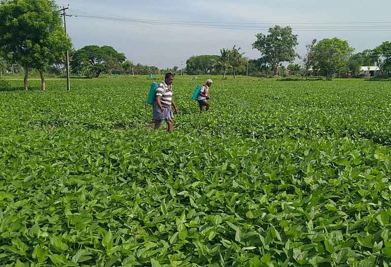 மருந்து தெளிக்கும் பணியில் விவசாயிகள் மும்முரம்