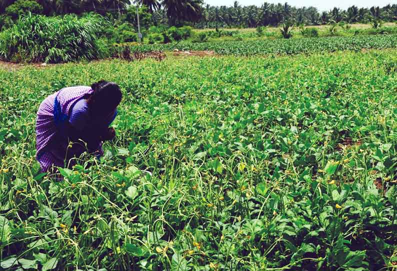 பொரியல் தட்டை அறுவடை செய்யும் பணிகள் தீவிரம்