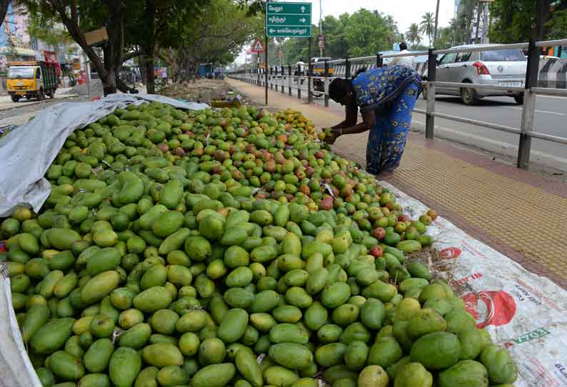 விற்பனைக்கு வந்த மாம்பழங்கள்