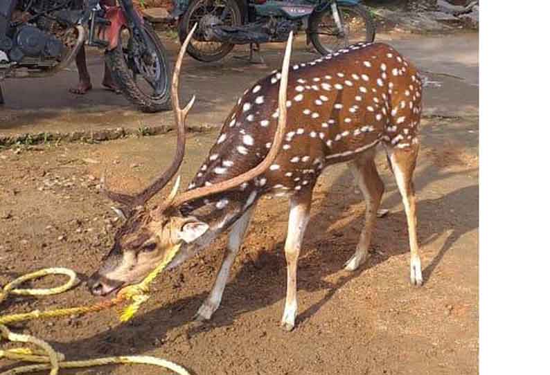 தெருநாய்கள் கடித்ததில் புள்ளிமான் சாவு