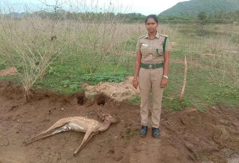 செந்துறை அருகே கண்மாயில் இறந்து கிடந்த புள்ளிமான்